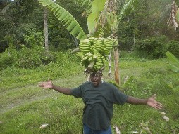 Jamaica<br />Banana Plantation and River Rafting
