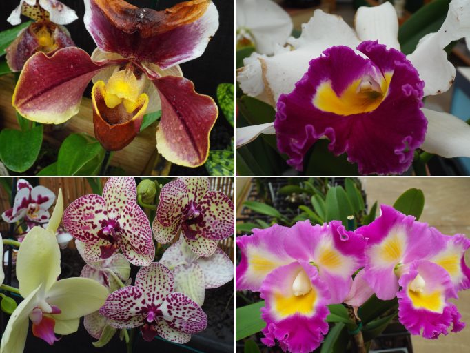 Hilo, Hawaii - Akatsuka Orchid Garden