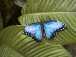 Butterfly Conservatory