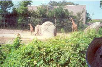 Giraffes