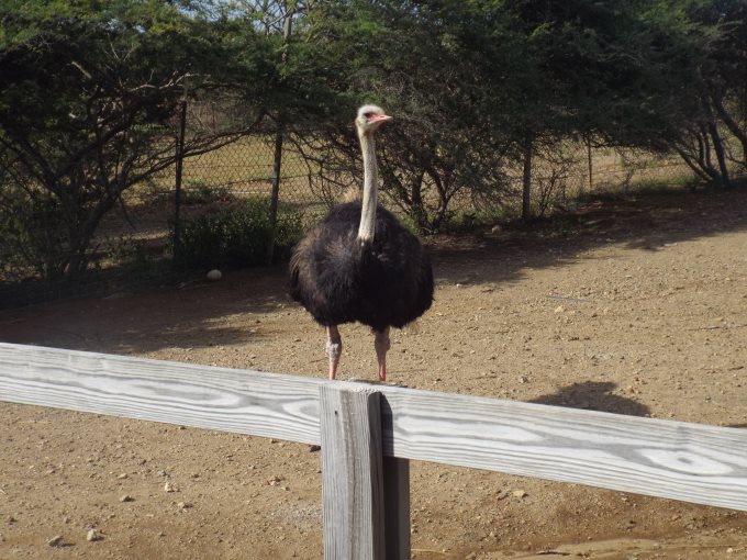 Curaçao Ostrich Farm